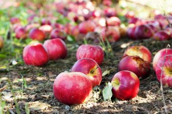 Food Waste in Rich Countries – The Most Un-Green Act of All