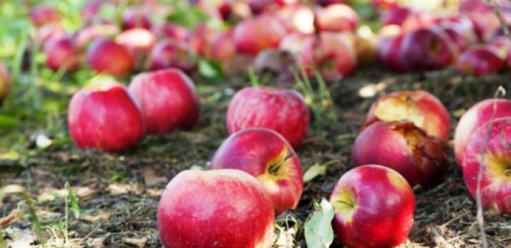 shutterstock_97252985-fallen-apples.jpg