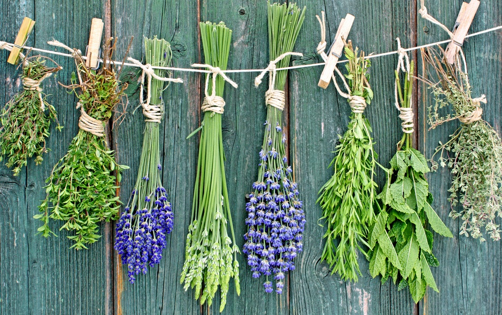 string of herbs on wall, herbs you can grow