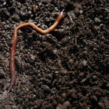 Worm Composting to Rejuvenate Your Plants and Earth