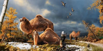 Ancestors of Desert Camels Roamed the Arctic 3.5 Million Years Ago Ancestors of Desert Camels Roamed the Arctic 3.5 Million Years Ago
