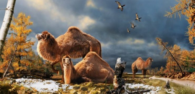 Arctic-Camel-by-Julius-Csotonyi.jpg