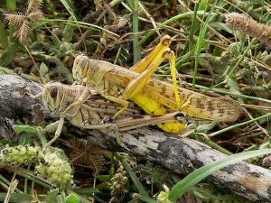 Locusts Swarm Lebanon. Fodder for a Tasty Treat?