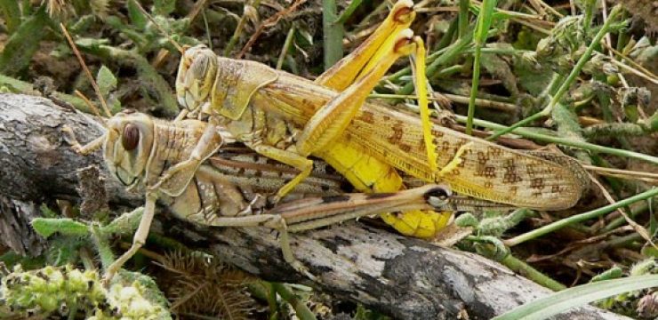 Copulating_desert_locust_pair.jpg