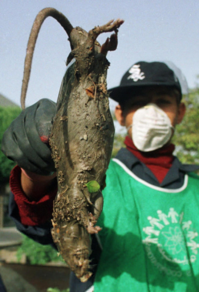Iranian Snipers Take Aim at Tehran’s Giant Mutant Rats