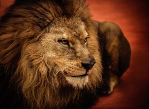 37 Lions and Tigers Confiscated in Saudi Arabia