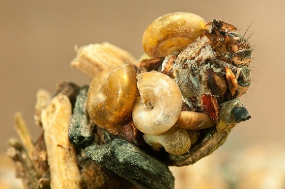 caddis fly case hupert duprat