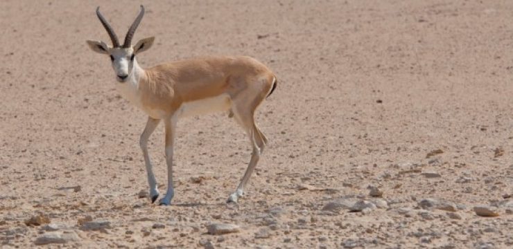 desert-gazelle.jpg