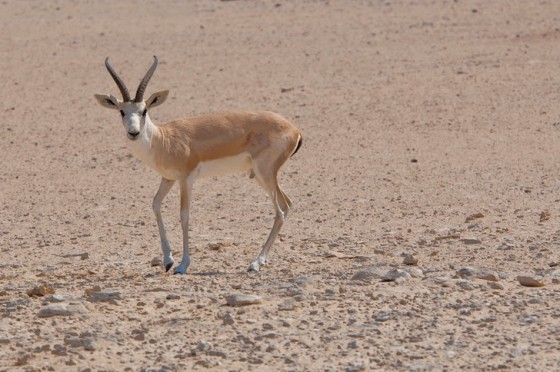 hunting, desert, UAE, sport, gazelle, Al Ain, boutique, lodge