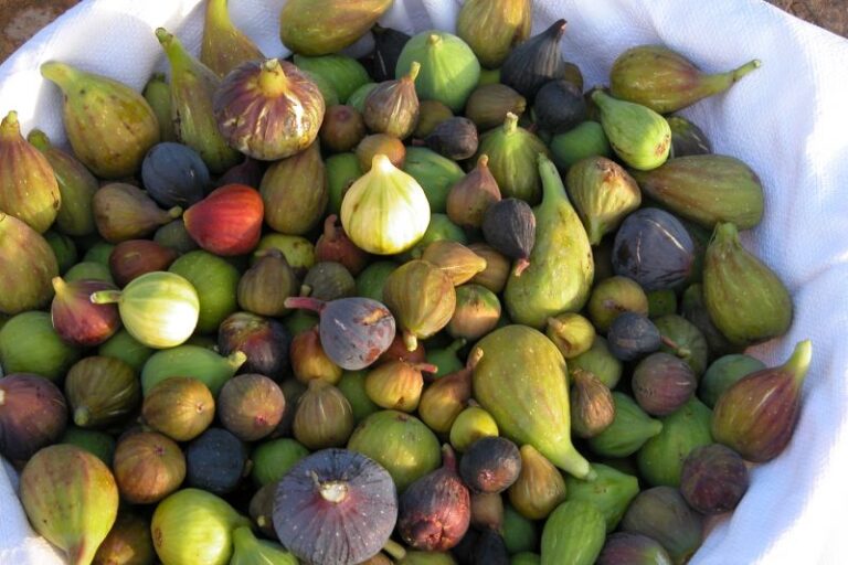 Know your fig varieties from Syria, Lebanon and Iran