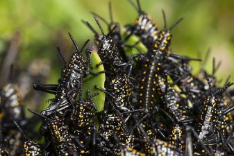 Egypt’s Locust Swarm May Hit Israel and Jordan Next