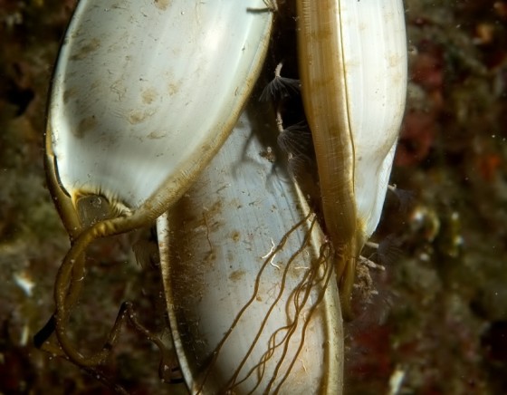 shark eggs in the sea