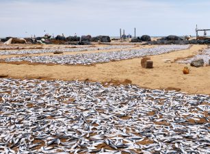 Red Tide Blooms Threaten Gulf of Oman, Shut Down Kalba Desalinization Plants