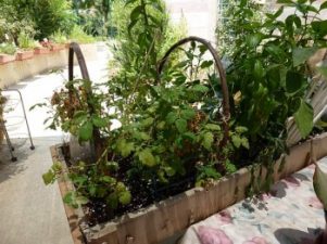 Community Gardens Sprout in Israeli Desert Town