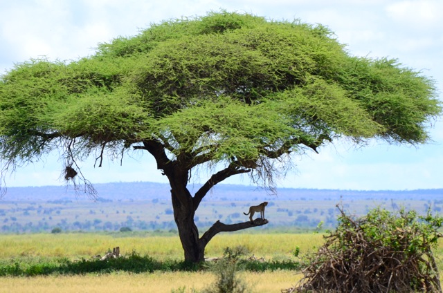 How Responsible Adventure Travel Can Protect the World’s Wild Places