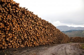New Istanbul Airport Will Kill 658,000 Old Trees