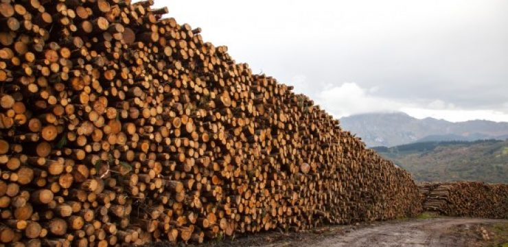 Deforestation-Istanbul-560x3731.jpg