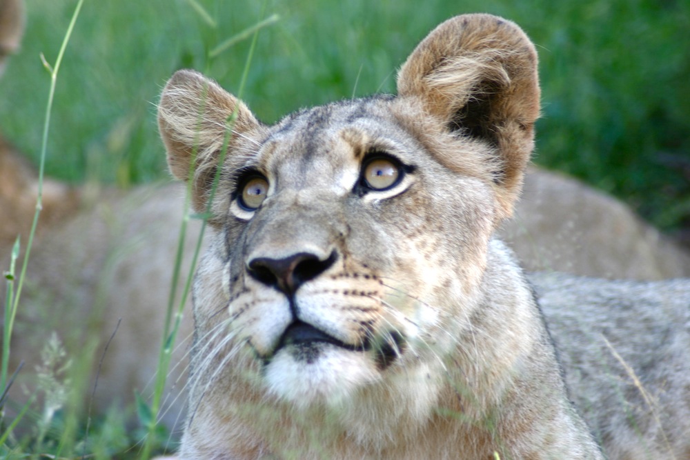 Tafline Laylin, nature, travel, photography, art, eco art, Earth Day, lion, South Africa, endangered wildlife