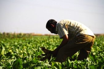 Direct Seeding Helps Moroccan Farmers Adapt to Climate Change