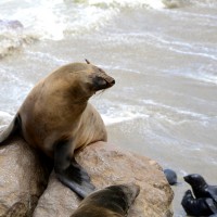 Tafline Laylin, nature, travel, photography, art, eco art, Earth Day, Seal, Seal Cross Colony, Namibia, fur