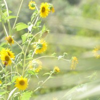 Tafline Laylin, nature, travel, photography, art, eco art, Earth Day, Siwa Oasis, Egypt, sunflowers, pollination, butterfly