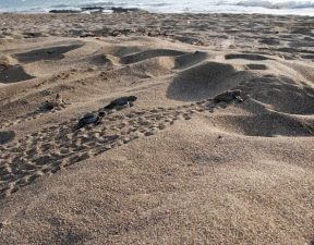 Sign to Save Lebanon’s Turtles! Ancient Naqura Coast on Mediterranean Sea At Risk