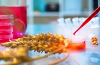 Turkey Bans 26 Genetically Modified Organisms