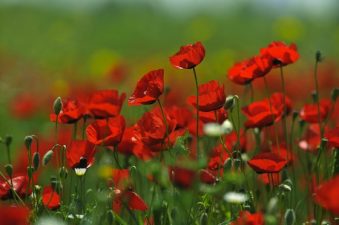 Israeli Wildflowers Show Environmental Education Can Inspire Change