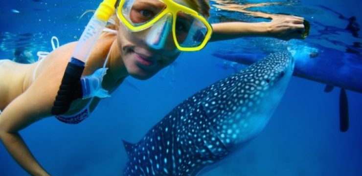 woman-swimming-whale-shark-red-sea.jpg