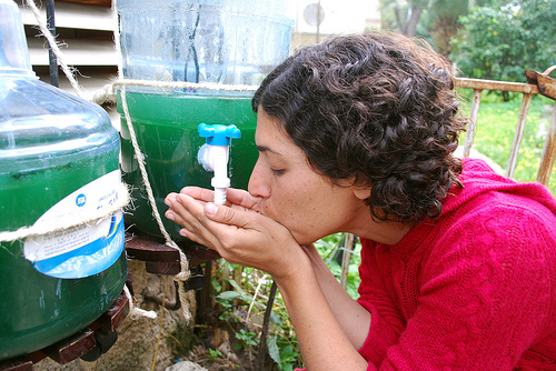 diy spirulina recycled water tank