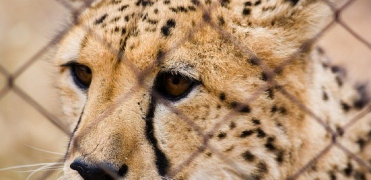 Cheetah-behind-a-cage.jpg