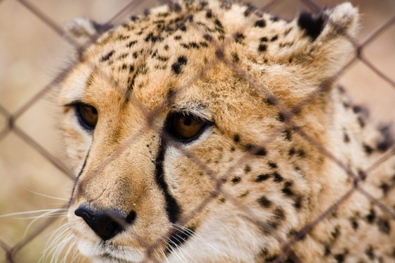 Cheetah behind a cage