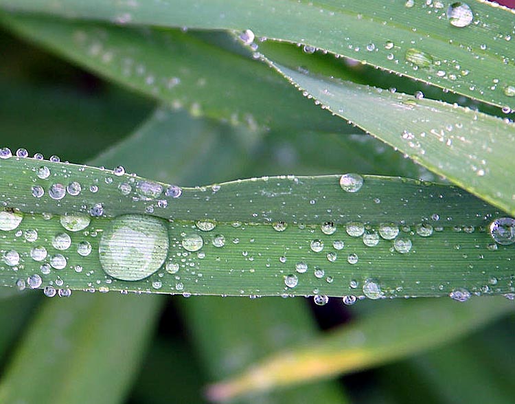 Gulf Inventor Creates “Alma” – a 20 Square Mile Saltwater and Dew Collector