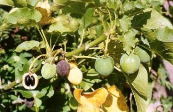Superpower “Laxative Nut” Jatropha Tree Could Solve Egypt’s Fuel Crisis