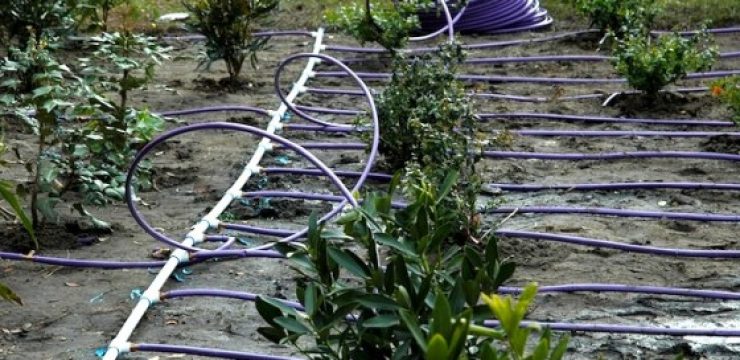 Netafim-Drip-Irrigation.jpg