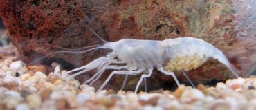 Blind Shrimp Spared from Extinction at Bible Zoo in Jerusalem
