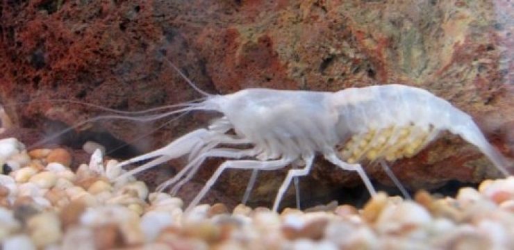 blind-shrimp-Typhlocaris-Galilea.jpg