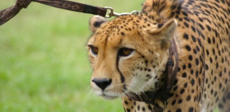 cheetah-on-a-leash.jpg