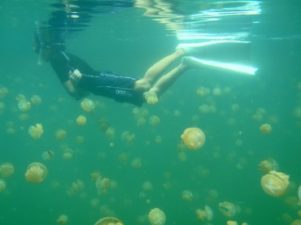 World Sees Scary Transition to Seas Full of Jellyfish, Not Fish