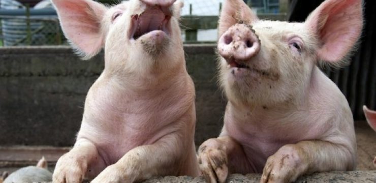 laughing-pigs.jpg