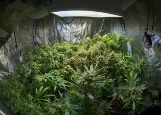 Jewish Girls Gone Wild? Marijuana Lab Found in Haredi School