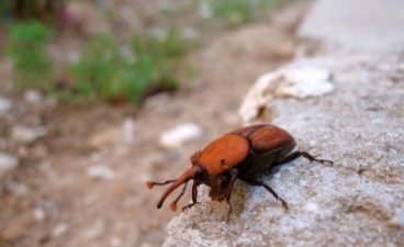 Watch Out for Falling Palm Trees Near You