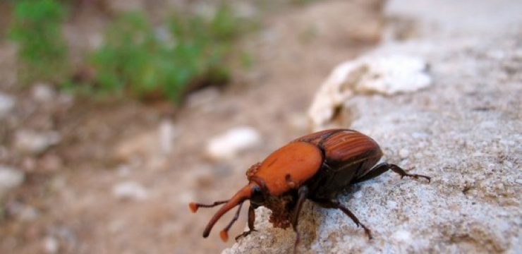 red-pine-weevil-date-palm.jpg