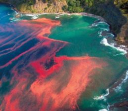 Red Tide in Sinai Lagoon Leads to Algae Pill that Treats Child Blindness Red Tide in Sinai Lagoon Leads to Algae Pill that Treats Child Blindness