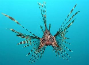 Venomous Lionfish Set to Invade the Mediterranean – Are You Ready?