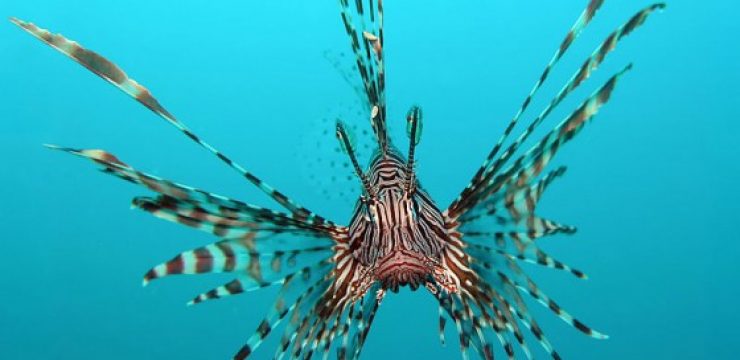800px-Red-Lionfish-560x4061.jpg