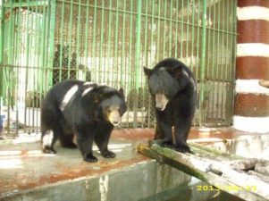 Giza Zoo Kills Three Black Bears, Tries to Cover it Up