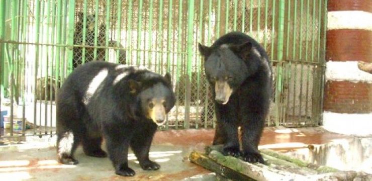Black-Bears1.jpg
