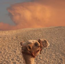 Abu Dhabi Warned of Toxic Dust Storms