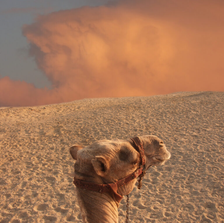 Abu Dhabi Warned of Toxic Dust Storms